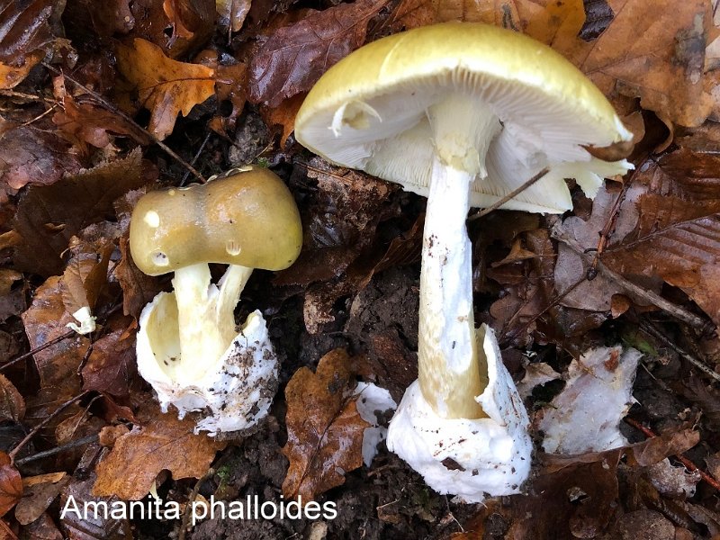 Amanita phalloides-amf223-2.jpeg - Amanita phalloides ; Syn: Amanitaria phalloides ; Nom français: Amanite phalloïde     